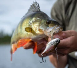 Berkley DEX Ripper 16 Berkley DEX Ripper -Sportviswinkel 1572667r 8