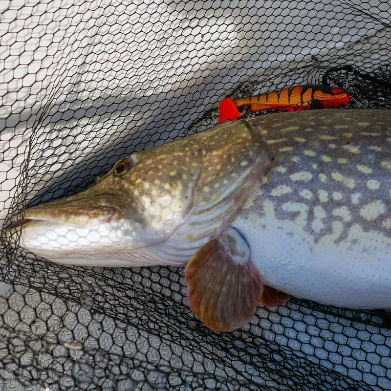 Daiwa PX Lazy Shad 4 Daiwa PX Lazy Shad - Afbeelding 4