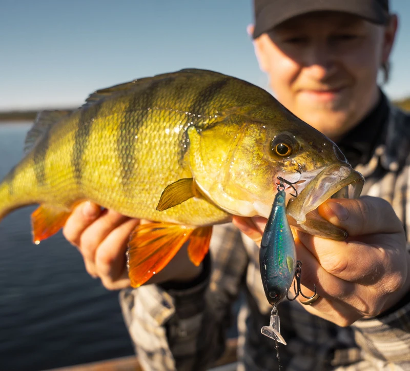 Headbanger Cranky Shad 4 Headbanger Cranky Shad - Afbeelding 4