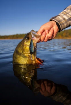 Headbanger Cranky Shad 12 Headbanger Cranky Shad -Sportviswinkel CS 25 SS BKr 5