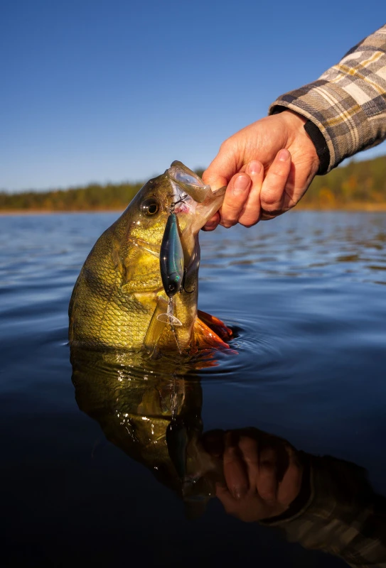 Headbanger Cranky Shad 5 Headbanger Cranky Shad - Afbeelding 5