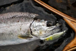 Decoy Single28 Troutin Single -Sportviswinkel DS284r 5