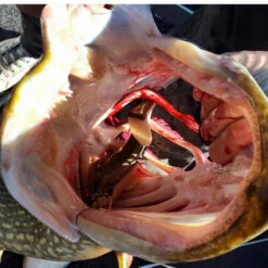 Eastfield Wingman (Made In Sweden) -Sportviswinkel EFLCWINGMAN21r 4