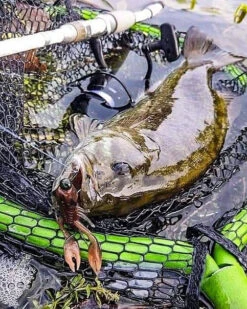 Nikko Craw 8,1cm (5pcs) -Sportviswinkel NIKKO431r 4