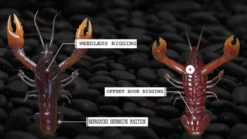 Nikko Craw 8,1cm (5pcs) -Sportviswinkel NIKKO431r 5