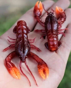 Nikko Craw 8,1cm (5pcs) -Sportviswinkel NIKKO431r 6