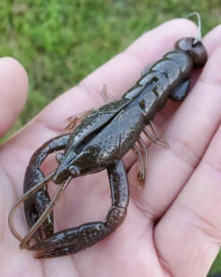 Nikko Craw 8,1cm (5pcs) -Sportviswinkel NIKKO431r 7